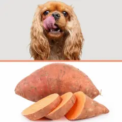 Un chien avec la langue sortie lèche une patate douce coupée en tranches.