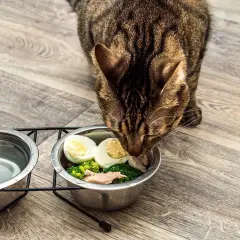 Un chat tigré savoure sa ration ménagère : brocolis, œuf dur et poisson. Une alimentation saine pour un félin heureux.
