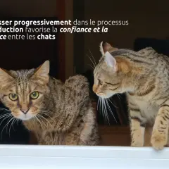 Deux chats femelles, l'une regardant fixement, l'autre curieuse, illustrent une cohabitation réussie.