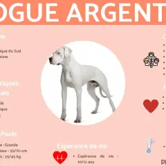 Un magnifique dogue argentin blanc, musclé et équilibré, originaire d'Argentine. Idéal pour la maison et la promenade.