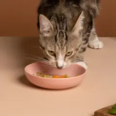 Un chat tigré renifle sa gamelle rose remplie de nourriture, où l'on distingue des petits pois et des carottes.