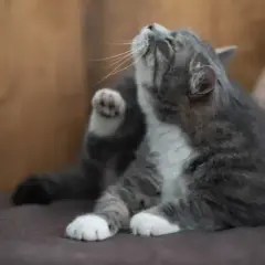 Mon chat secoue la tête, une patte levée pour se gratter l'oreille. Il est assis sur un canapé marron.