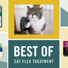 Produits anti-puces pour chats : découvrez en combien de temps agit une pipette anti-puce chat. Divers traitements présentés.