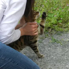 Une personne en jean et chemise blanche caresse un chat tigré. La patte du chat est levée, comme pour demander plus d'attention. Une belle illustration de comment apprivoiser un chat.