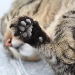 Mon chat tigré, couché sur le dos, s'amuse à tirer sur ses griffes avec ses dents. Sa patte est levée, prête à jouer.