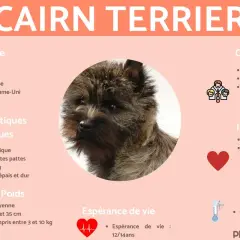 Portrait d'un Cairn Terrier, chien au caractère intelligent, sociable et actif, originaire d'Europe.