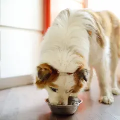 Un chien mange dans sa gamelle. Il a l'air affamé, mon chien mange trop vite !