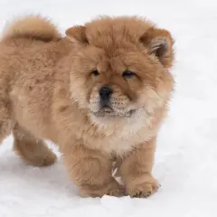 Un adorable chiot chow chow, tout doux, découvre la neige avec curiosité.