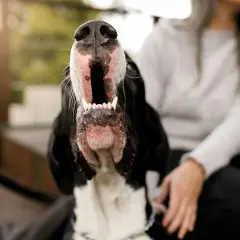 Gros plan sur un chien qui aboie, gueule ouverte, dents visibles. Une personne est assise à côté.