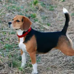 Beagle tricolore avec un collier rouge, curieux de savoir à quel âge un beagle se calme.