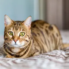 Un chat Bengal aux yeux verts, au pelage tacheté, se repose sur un plaid. Il semble réfléchir à quel âge un chat ne joue plus.
