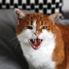 Gros plan sur un chat roux et blanc avec la gueule ouverte, montrant ses crocs. On dirait qu'il est en train de grogner.