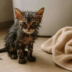 Un adorable chaton mouillé, l'air un peu perdu, est assis sur le carrelage à côté d'une serviette beige.