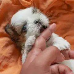 Un adorable chiot Shih Tzu mordille un doigt, un comportement typique des chiots jusqu'à environ 6 mois.