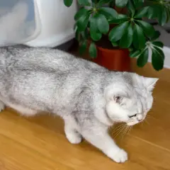 Un chat gris se dirige vers sa litière. Espérons qu'il n'y ait pas de litiere chat odeur désagréable !
