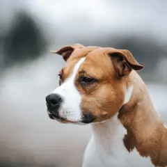 Un American Staffordshire Terrier, une race de chien de taille petite à moyenne, au pelage brun et blanc, regarde pensivement au loin.