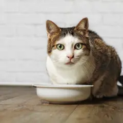 Un chat tigré et blanc aux yeux verts regarde fixement une gamelle vide. Mon chat stérilisé a toujours faim, même après avoir mangé.