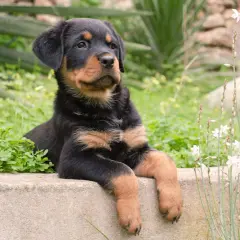 Un adorable chiot rottweiler royal, au regard curieux, se repose sur un muret entouré de verdure et de fleurs sauvages.