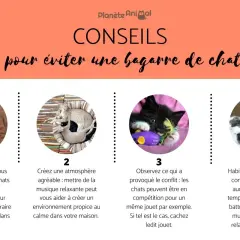 Conseils pour éviter une bagarre de chat : 4 astuces illustrées avec des chats, dont un nouveau chat à la maison.