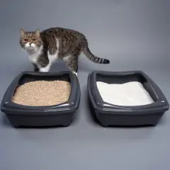 Un chat observe deux bacs à litière, l'un avec une litière sableuse, l'autre avec une litière blanche. Quelle litière choisir pour votre félin ?
