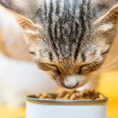 Un chat tigré savoure ses croquettes. Le choix des croquettes chat est important pour sa santé.