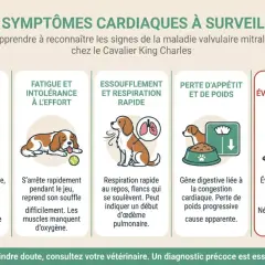 Chien Cavalier King Charles souffrant de maladie valvulaire dégénérative : toux, fatigue, essoufflement, perte d'appétit, syncopes. Urgence vétérinaire.