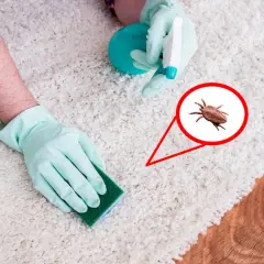 Gants bleus nettoyant un tapis blanc, avec une loupe montrant des puces dans la maison.