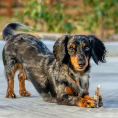 Un adorable chien saucisse, au pelage marbré et aux yeux bleus et marrons, joue avec un bout de bois.