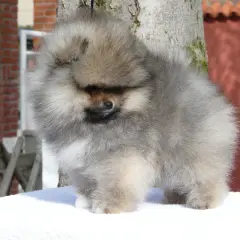 Adorable spitz nain aux poils longs et gris, posé sur une couverture blanche devant un arbre.