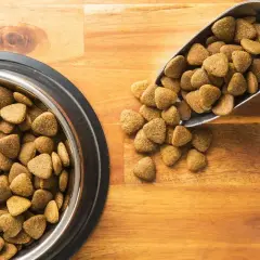 Un bol et une pelle remplis de croquettes sans céréales pour chien, un choix recommandé par les vétérinaires pour une alimentation saine.