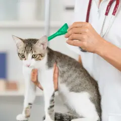 Un vétérinaire applique un traitement antiparasitaire sur un chat. La question "vermifuge tous les combien" est essentielle pour la santé de votre animal.