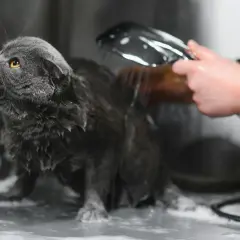 Un chat gris est mouillé, sa langue sortie, pendant qu'on lui apprend comment laver un chat avec une douchette.