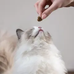 Un chaton Ragdoll attend sa friandise. La question est : combien de gramme de croquette pour un chat stérilisé ?