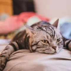 Mon chat s'ennuie, allongé sur le lit, le regard perdu dans le vide. Ses rayures grises ressortent sur le drap clair.