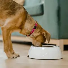 Un chien brun avec un collier rose savoure sa ration ménagère pour chien dans une gamelle blanche.