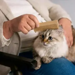 Une personne peigne un chat aux yeux bleus, peut-être pour soigner une maladie de chat poil collé.