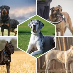 Collage de chiens impressionnants : Rottweiler, Malinois, Dogue Allemand, Cane Corso et Dogo Argentino, des exemples de race de chien de garde.
