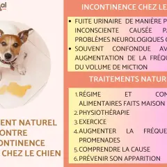 Chien avec une flaque d'urine, sujet de l'incontinence urinaire chez le chien et ses traitements naturels.