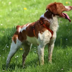 Un épagneul breton, tout excité, court dans l'herbe verte. Sa langue pend, signe de sa joie.