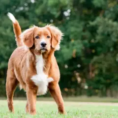 Un adorable retriever de la Nouvelle-Écosse, au pelage roux et blanc, se tient fièrement sur l'herbe verte.