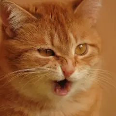Un chat roux aux yeux ambrés semble avoir une quinte de toux, la gueule ouverte et les moustaches tendues.