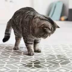 Un chat tigré renifle une tache suspecte sur le tapis, l'odeur de pipi de chat dans une pièce est peut-être là.