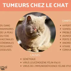 Un chat aux yeux rouges et à la bouche visiblement affectée par une tumeur. L'image liste les types, symptômes et causes des tumeurs chez le chat.