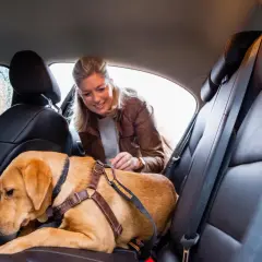 Une femme sourit à son chien insupportable en voiture, attaché sur la banquette arrière en cuir.
