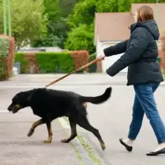 Une femme marche dans la rue, son grand chien noir tire en laisse, impatient d'explorer.