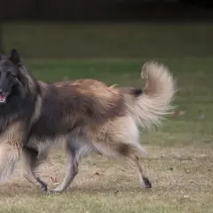 Un magnifique berger belge Tervueren, au pelage long et fauve, trotte sur l'herbe, la queue en panache.