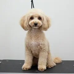 Un caniche royal non toiletté, au pelage bouclé et clair, attend patiemment sur une table de toilettage.