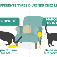 Illustration comparant la malpropreté (chat faisant une flaque au sol) et le marquage urinaire (chat uriner en jet à la verticale).