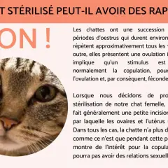 Portrait d'un chat tigré, avec le texte "NON !" en gros caractères. La stérilisation empêche le marquage urinaire chez le chat.