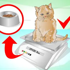 Un chaton roux sur une balance, avec une gamelle de croquettes et une flèche rouge. Comment faire grossir un chat ?